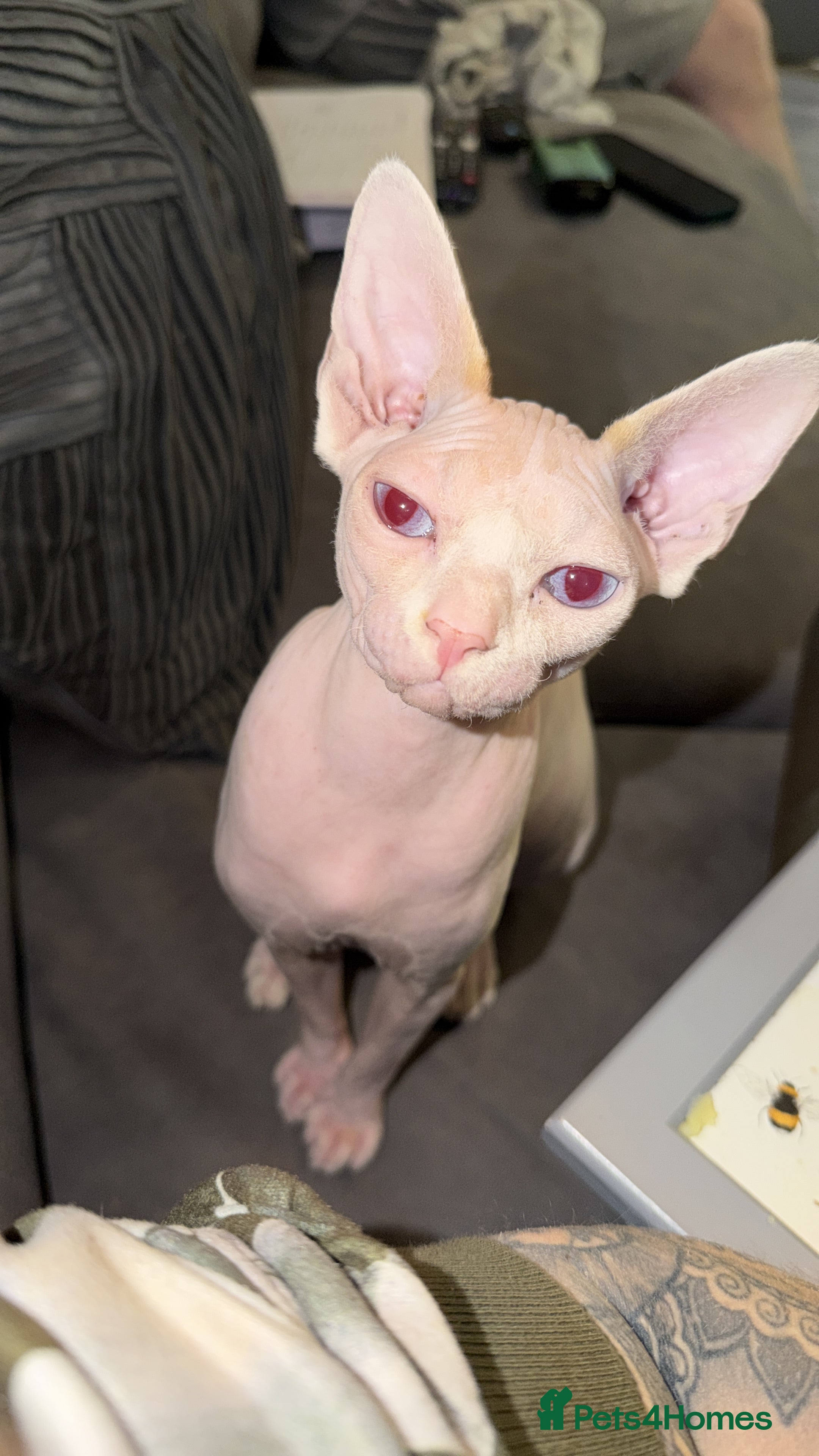 Sphynx cats Female sphynx in Birmingham - Advert 4