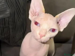 Sphynx cats Female sphynx in Birmingham - Advert 4