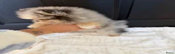 Pomeranian dogs for sale: Beautiful Merle Pomeranian  in Basildon - Advert 5