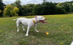 Mixed Breed dogs for sale: Staffordshire bull terrier mix  - Image 5