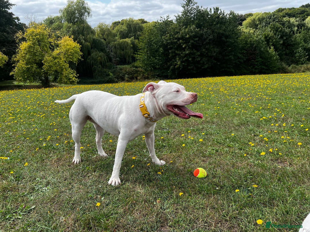 Mixed Breed dogs for sale: Staffordshire bull terrier mix  - Image 5
