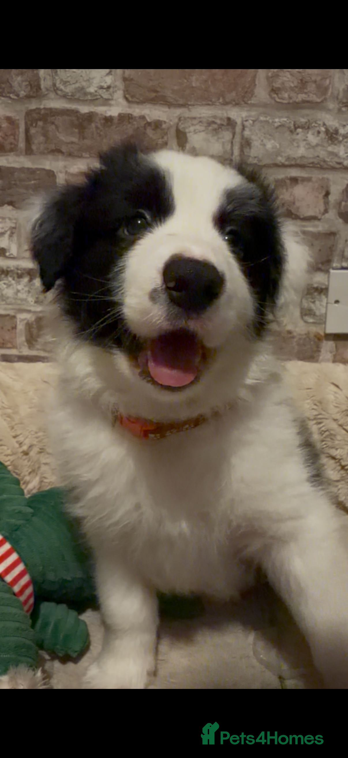 Border Collie dogs International champion show line, only 2 left - Advert 3