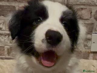 Border Collie dogs International champion show line, only 2 left - Advert 2