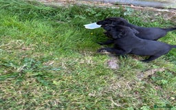 Springador dogs for sale: Springador Puppies - Image 7