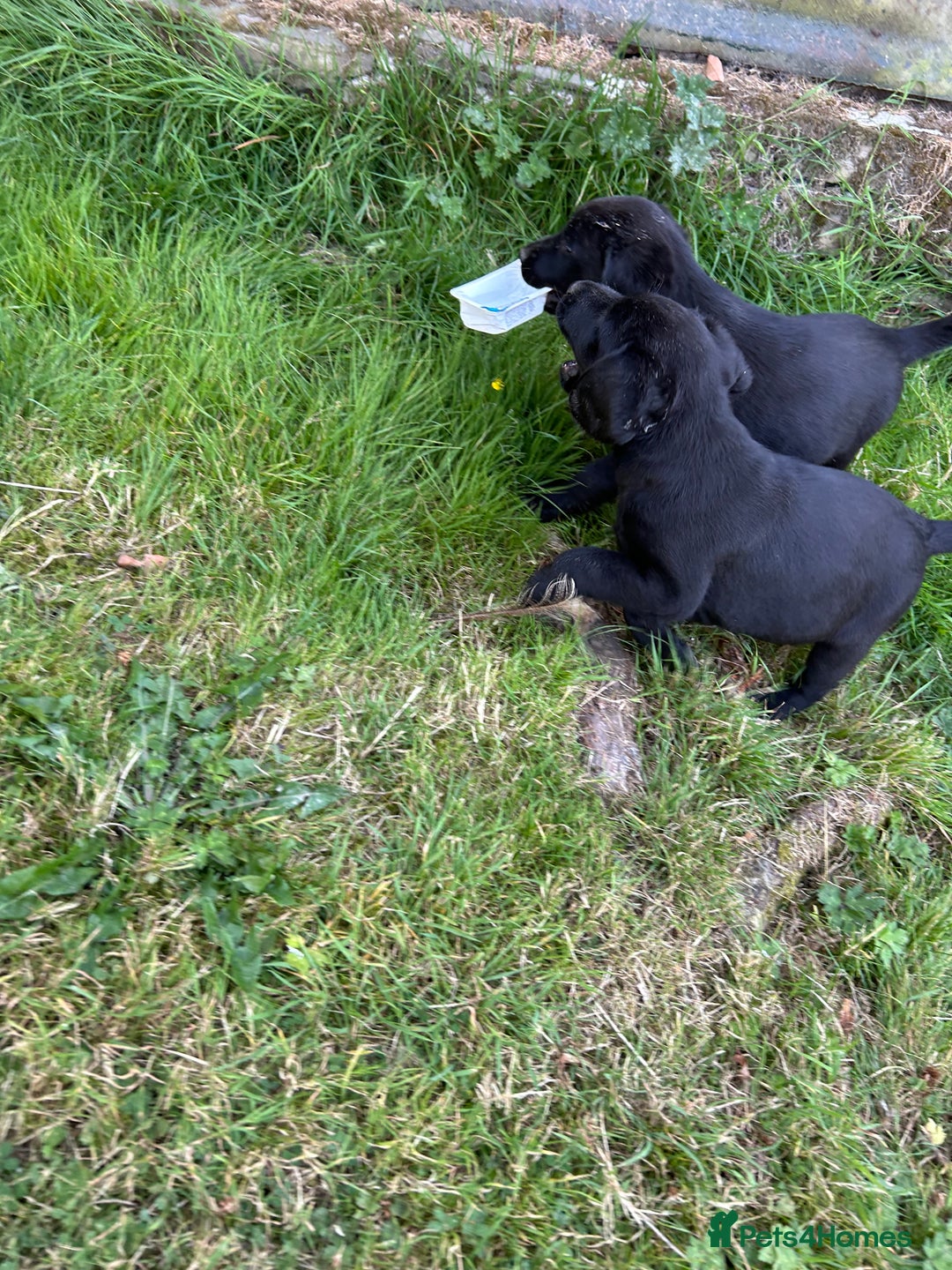 Springador dogs for sale: Springador Puppies - Image 7