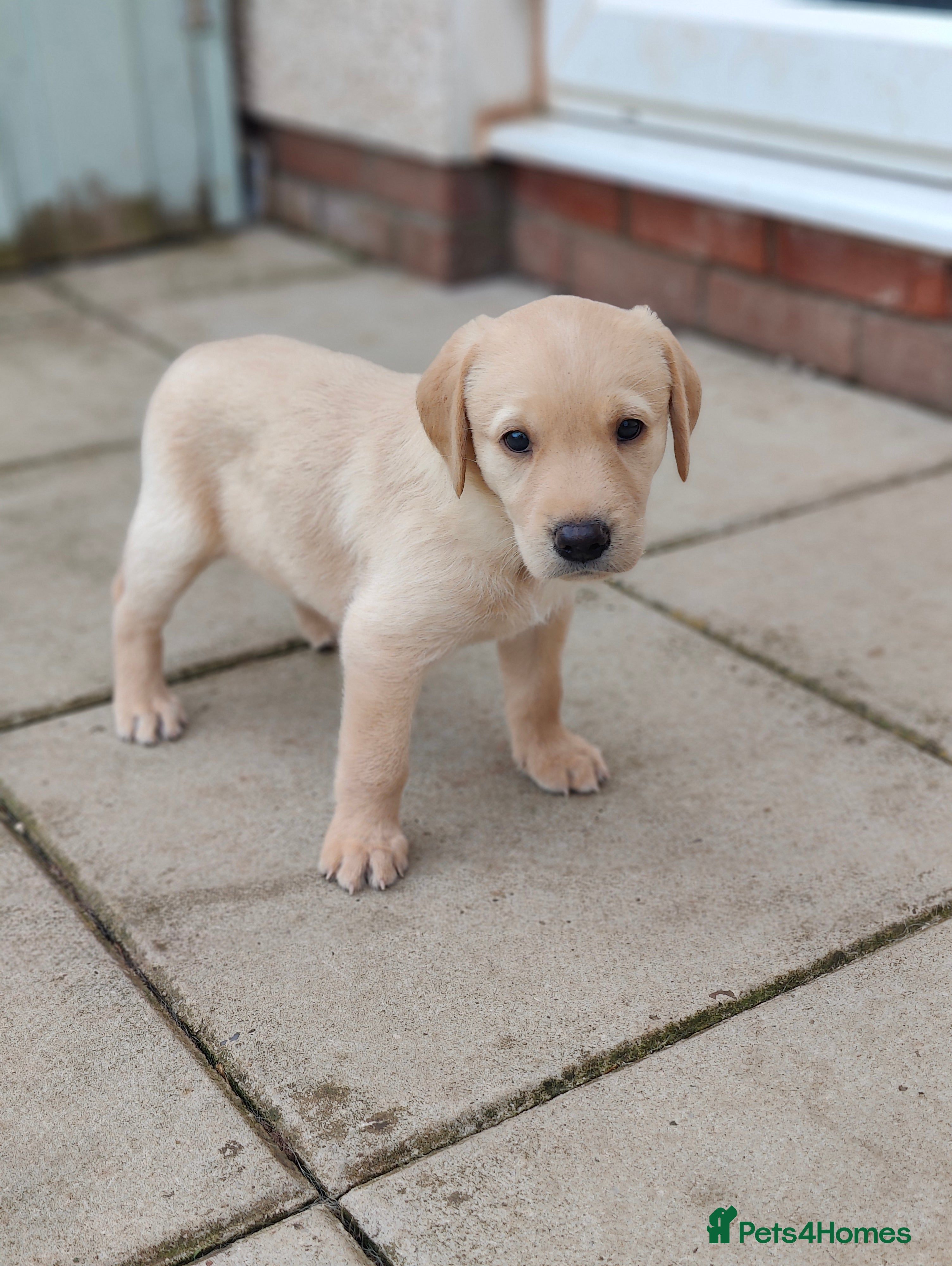 Labrador Retriever dogs Stunning, Well Bred Yellow Labrador Pups - Advert 2