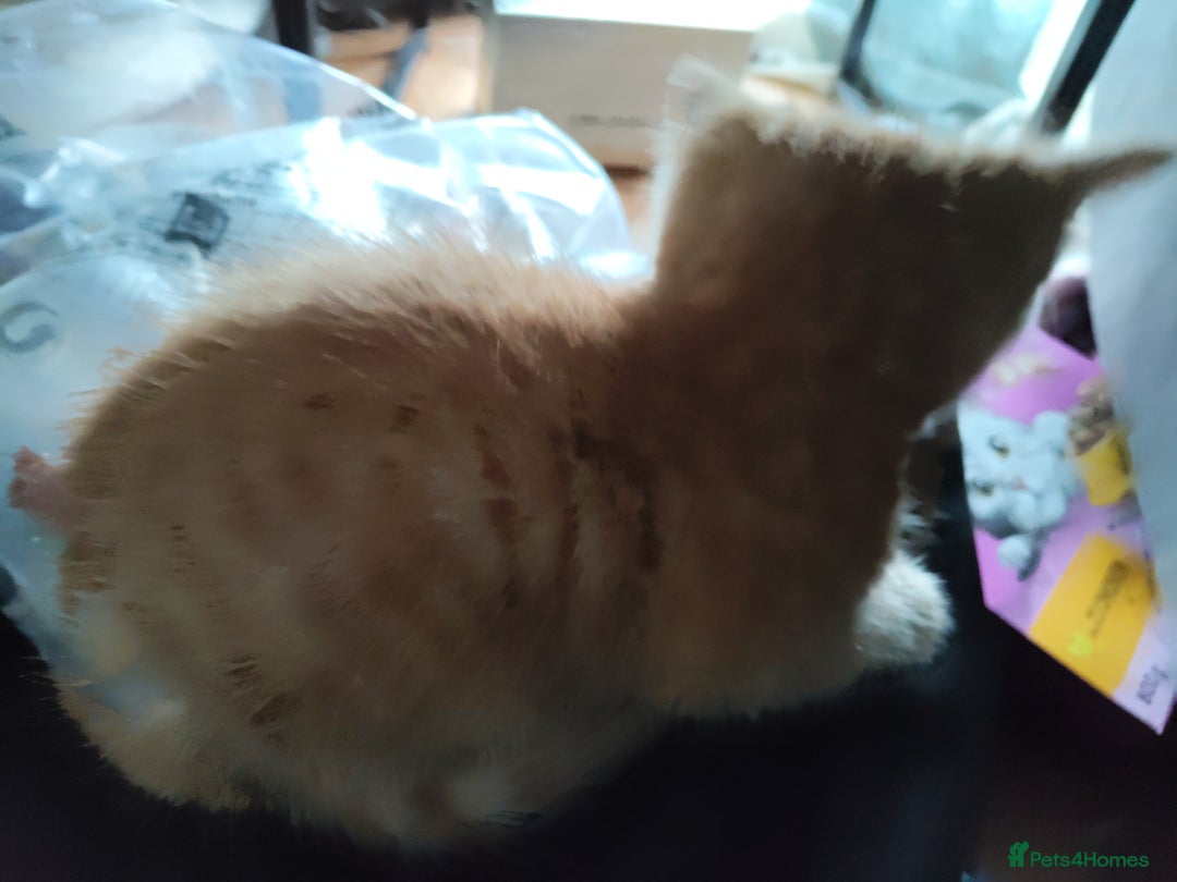 Mixed Breed cats for sale: Adorable playful kittens - Image 10