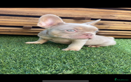 French Bulldog dogs for sale: French bulldog puppies  - Image 3