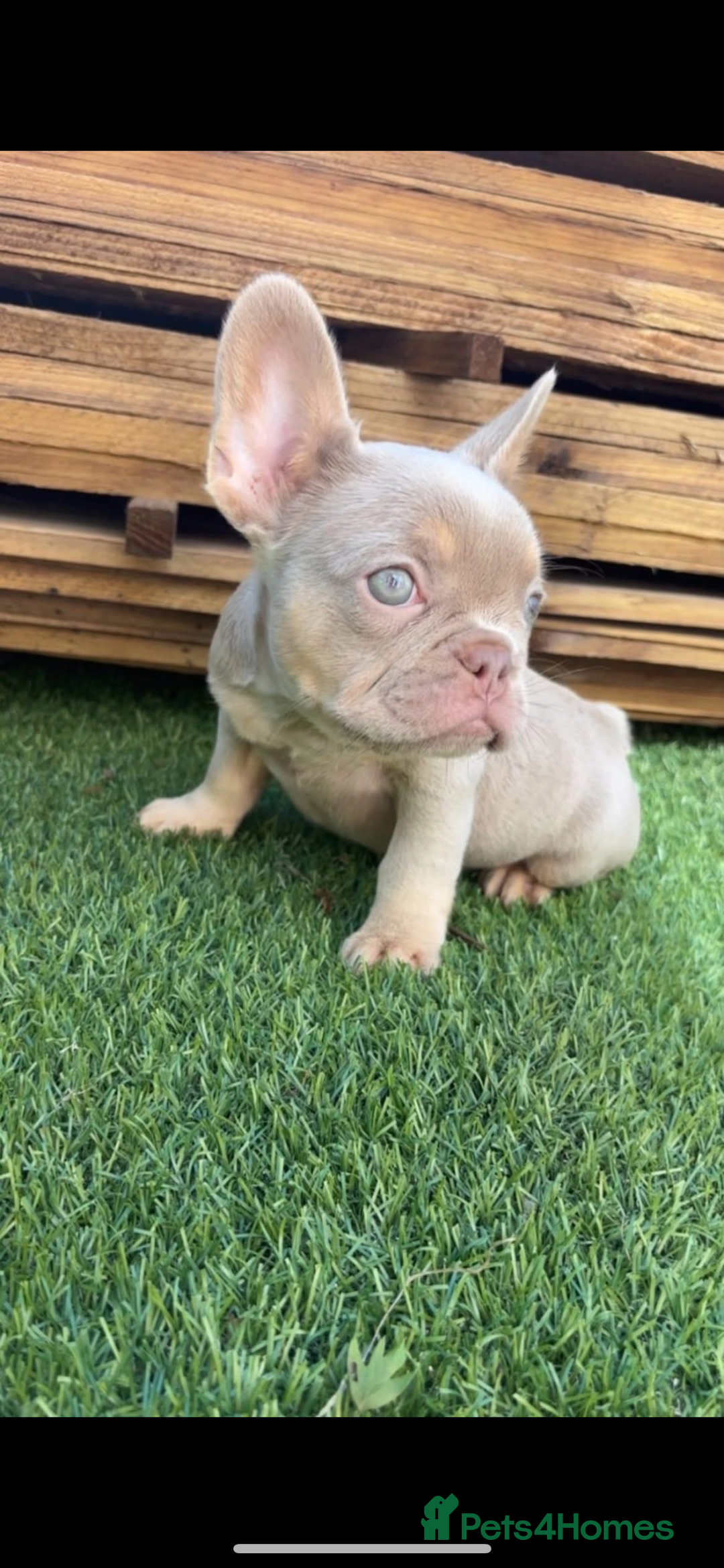 French Bulldog dogs for sale: French bulldog puppies  - Image 3