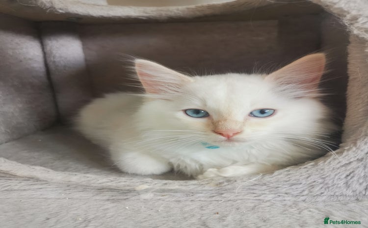 Ragdoll cats - Advert 12