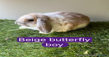 Mini Lop rabbits - Advert 5