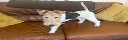 Fox Terrier dogs for stud: Wire haired fox terrier for stud  - Advert 2