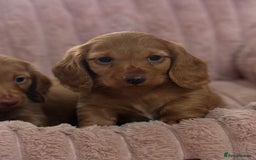 Dachshund dogs for sale: Beautiful miniature long hair dachshund - Image 7