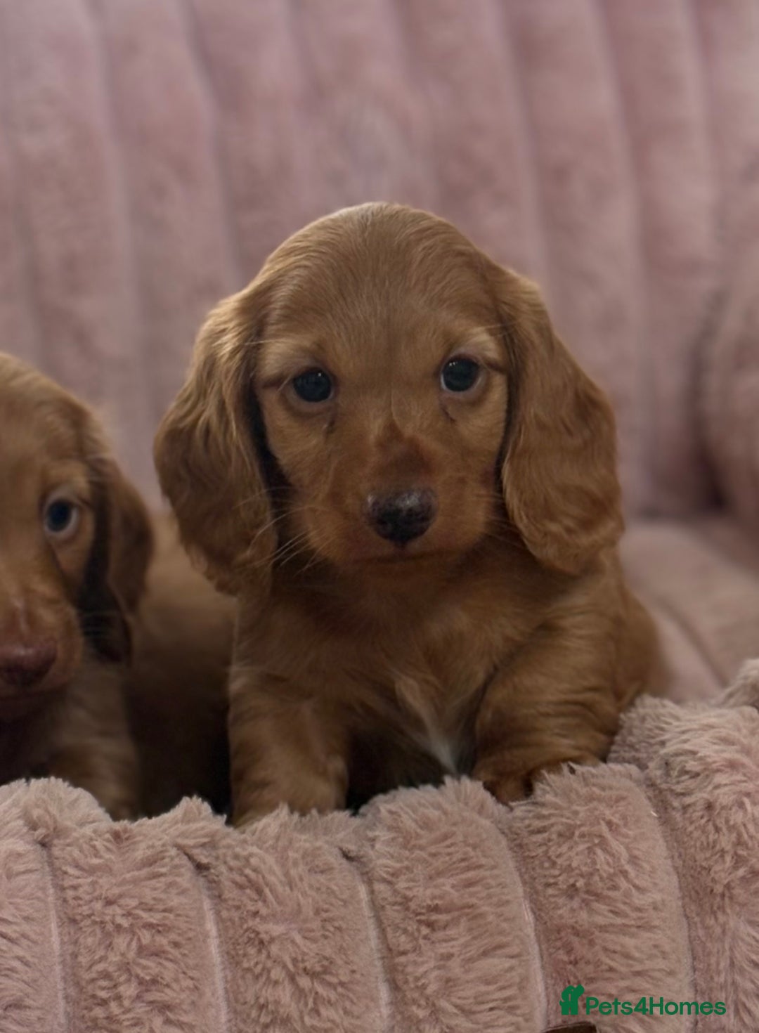 Dachshund dogs for sale: Beautiful miniature long hair dachshund - Image 7