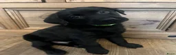Labrador Retriever dogs for sale: 🐾❤️Beautiful Labrador puppies❤️🐾 - Advert 2
