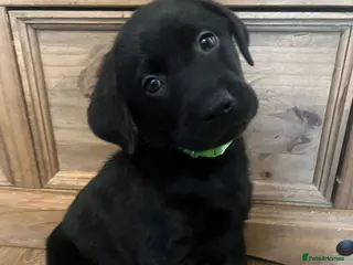 Labrador Retriever dogs 🐾❤️Beautiful Labrador puppies❤️🐾 - Advert 3