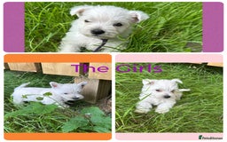 West Highland Terrier dogs for sale: KC Registered West Highland Terries Puppies  - Image 6