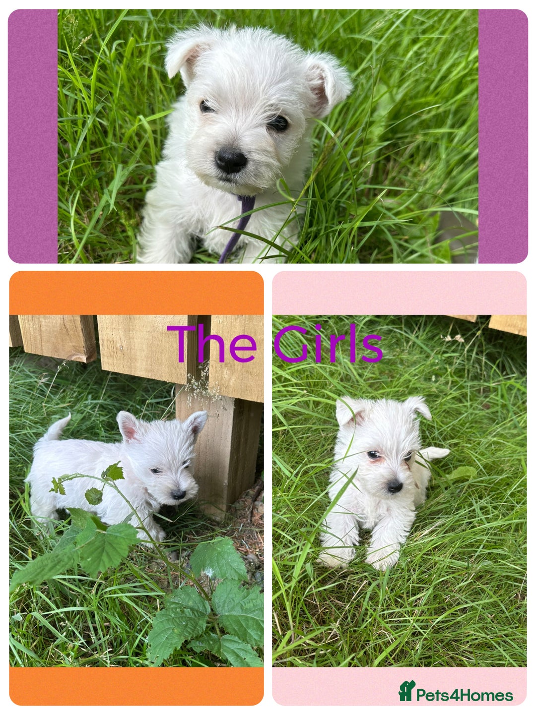 West Highland Terrier dogs for sale: KC Registered West Highland Terries Puppies  - Image 6