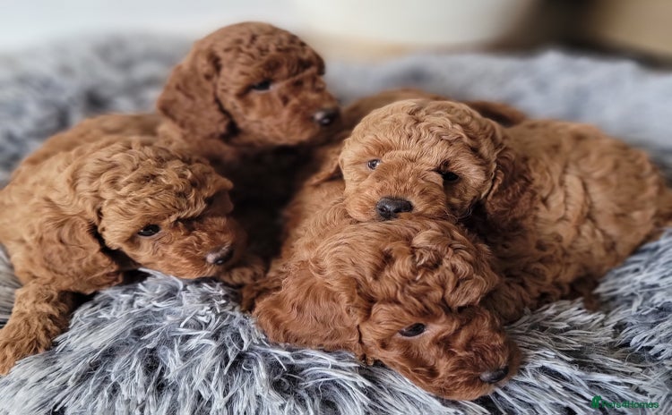 Miniature Poodle dogs - Advert 4