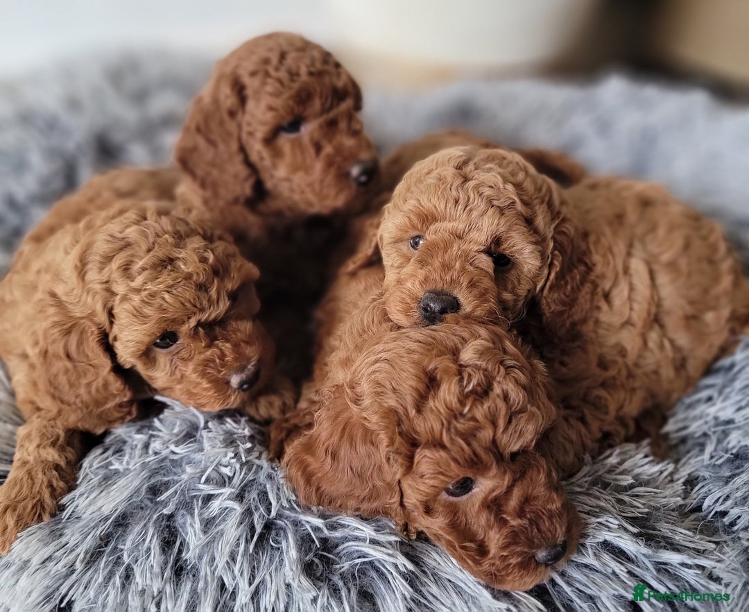Miniature Poodle dogs for sale: Miniature Red Poodle KC Reg Full Pedigree - Image 1