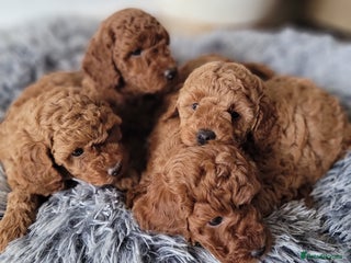 Miniature Poodle dogs - Advert 9