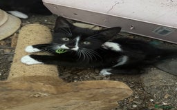 Mixed Breed cats for sale: Litter of Kittens For Sale - only 1 Male left in Dunstable - Image 37