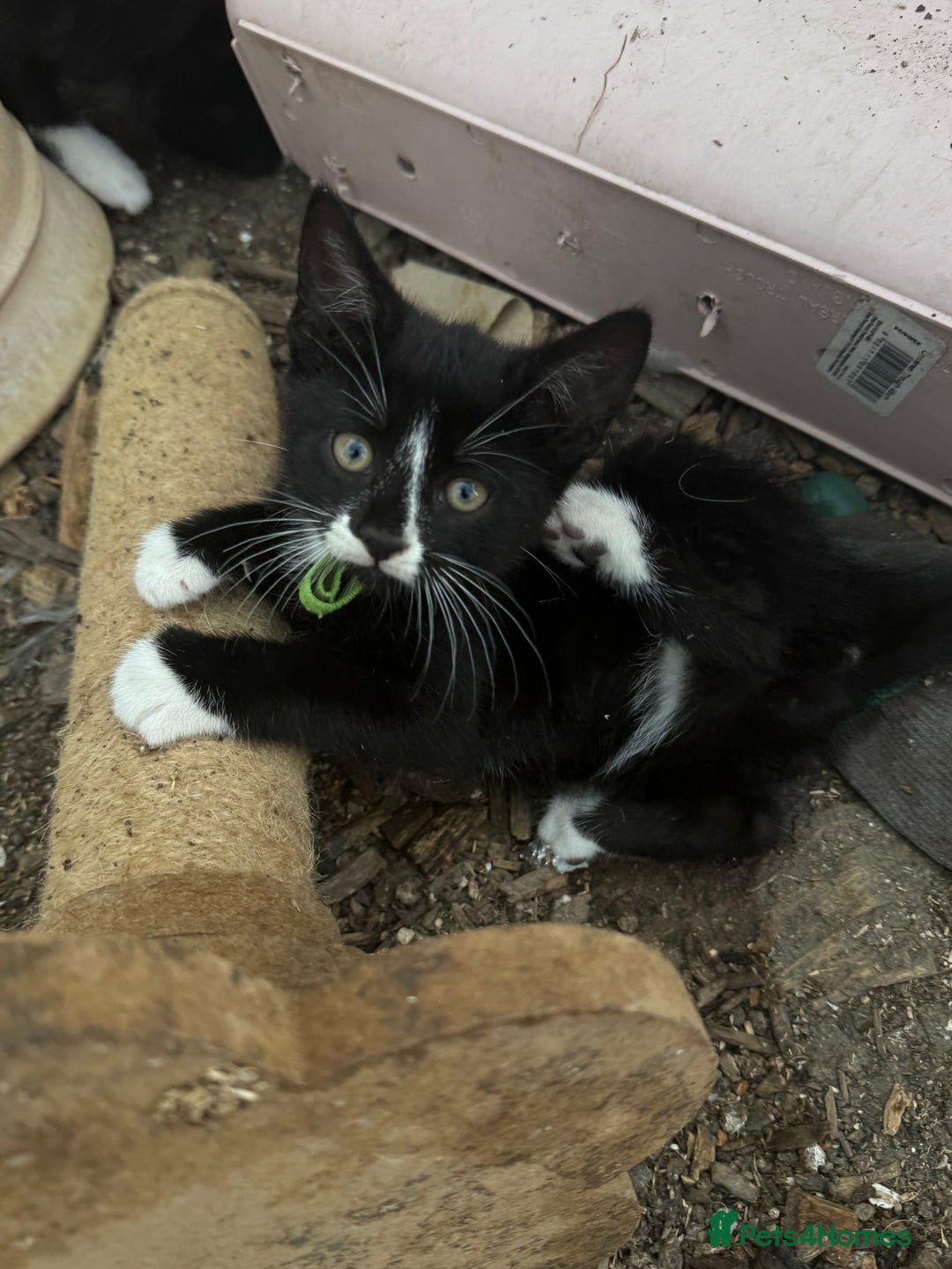 Mixed Breed cats for sale: Litter of Kittens For Sale - only 1 Male left in Dunstable - Image 37