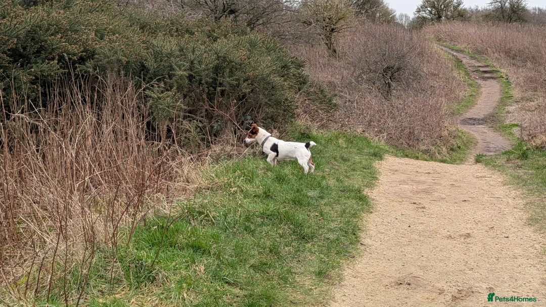 Jack Russell dogs for sale: Jack Russell short legged Female  - Advert 2
