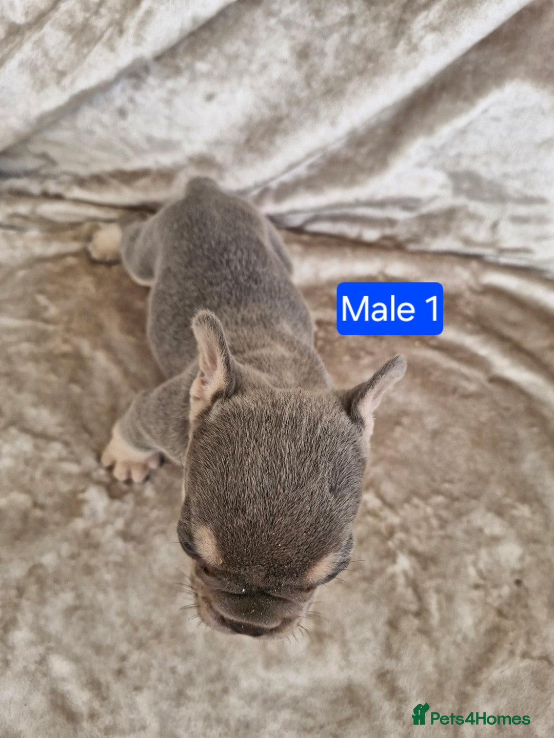 French Bulldog dogs for sale: French Bulldog Puppies  - Image 7