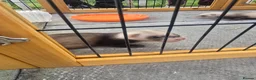 Ferret rodents for sale: Ferret kits - Advert 1