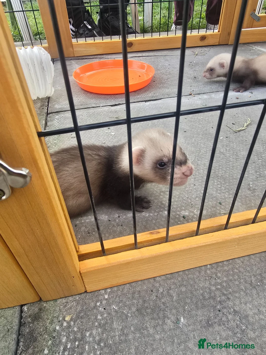 Ferret rodents for sale: Ferret kits - Advert 1