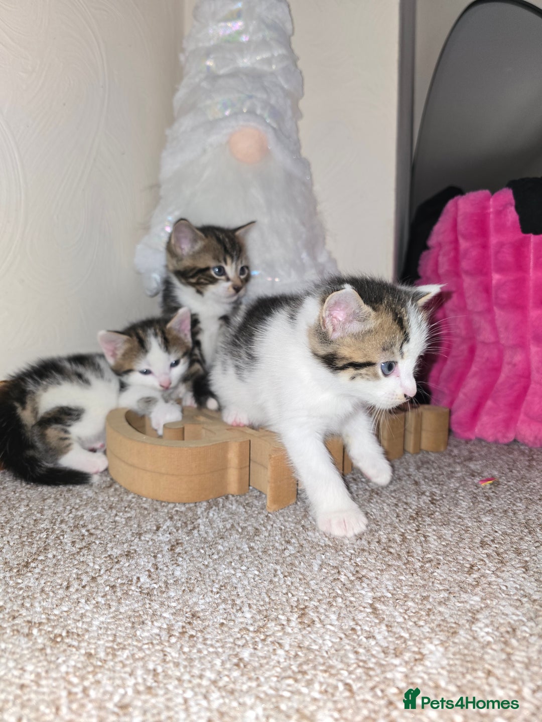 Mixed Breed cats for sale: KITTENS AND MOTHER FOR SALE  - Advert 5