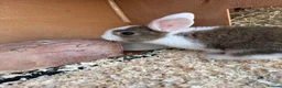 Mixed Breed rabbits for sale: Various rabbits for sale  - Advert 23
