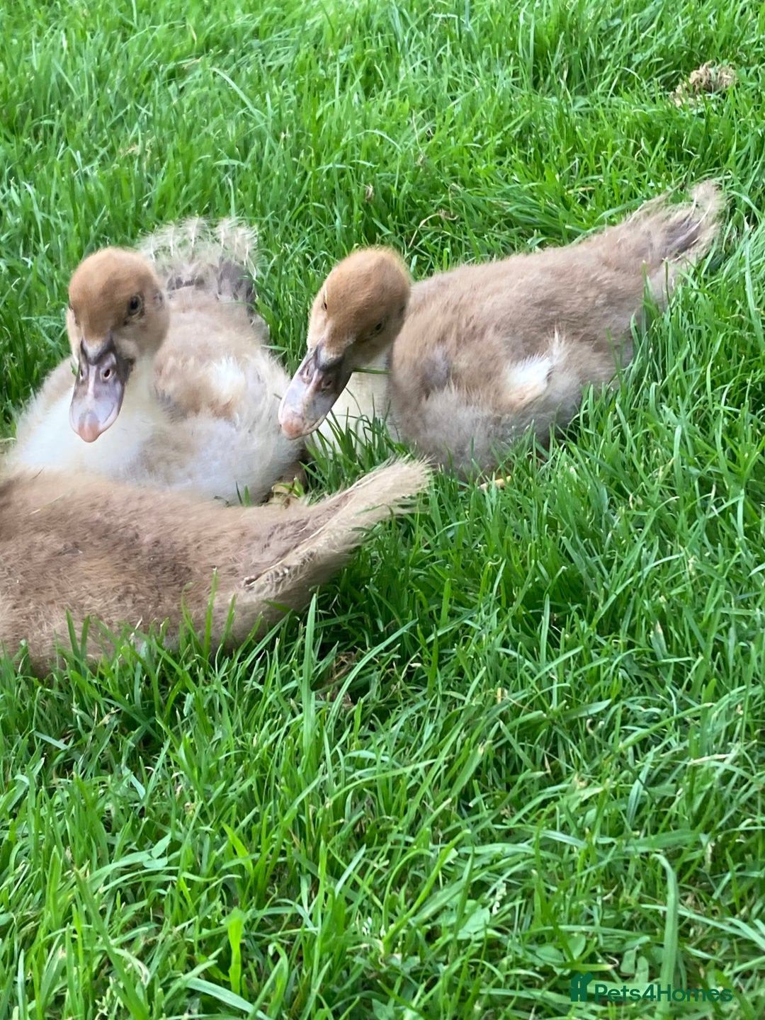 Ducks poultry for sale: Muscovy ducks - Image 8