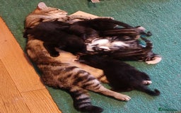 Mixed Breed cats for sale: Black Male Kitten  - Image 3