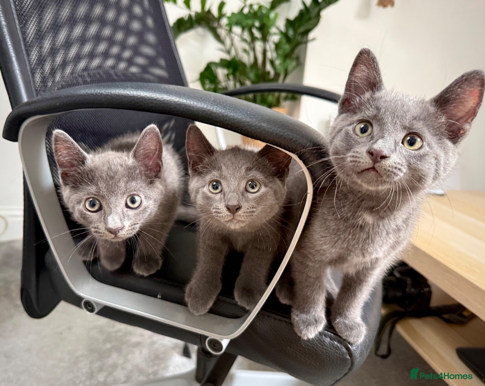 Russian Blue cats Russian blue kittens  - Advert 16