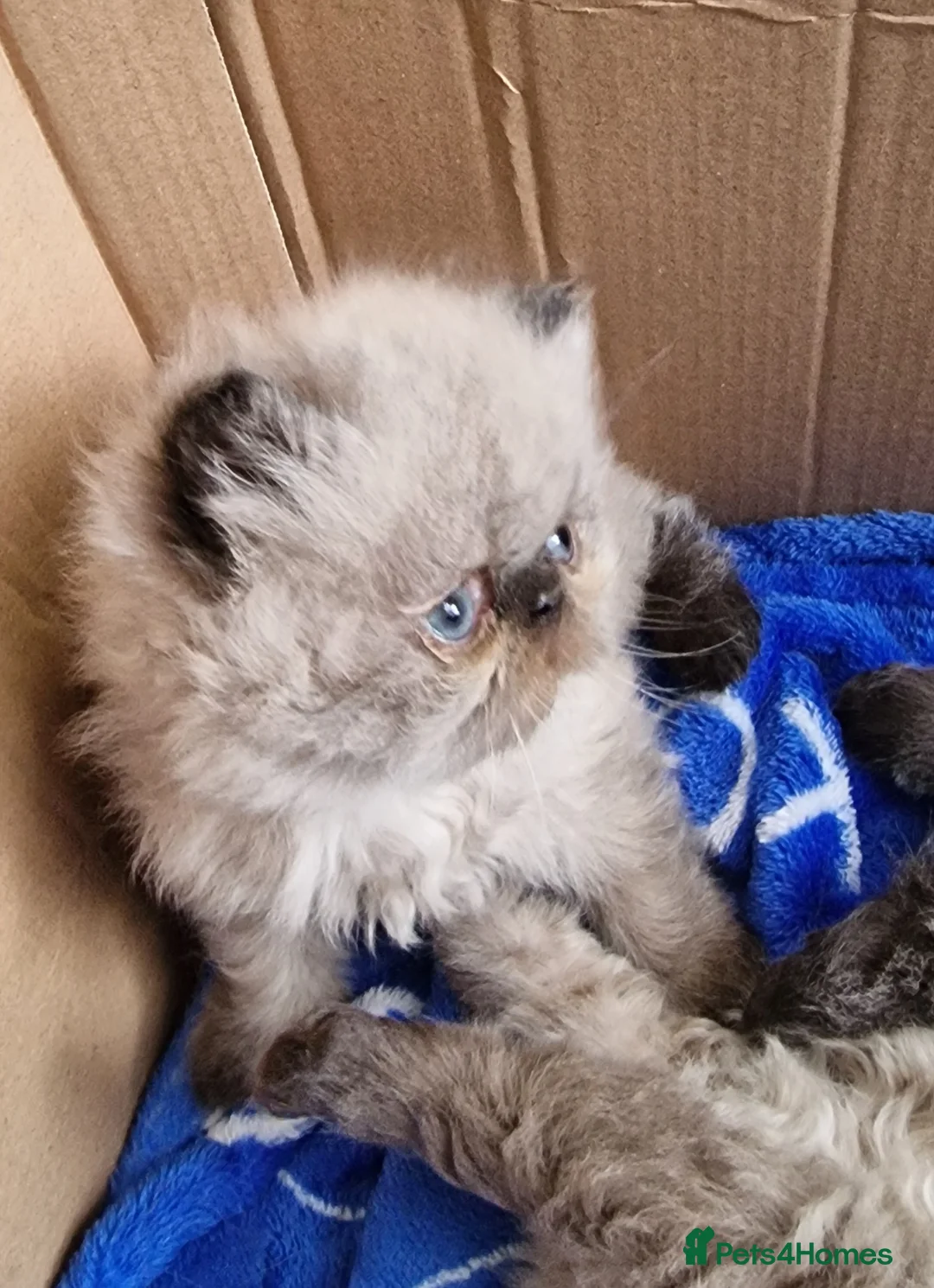 Persian cats for sale: 2 persian kittens  - Advert 6