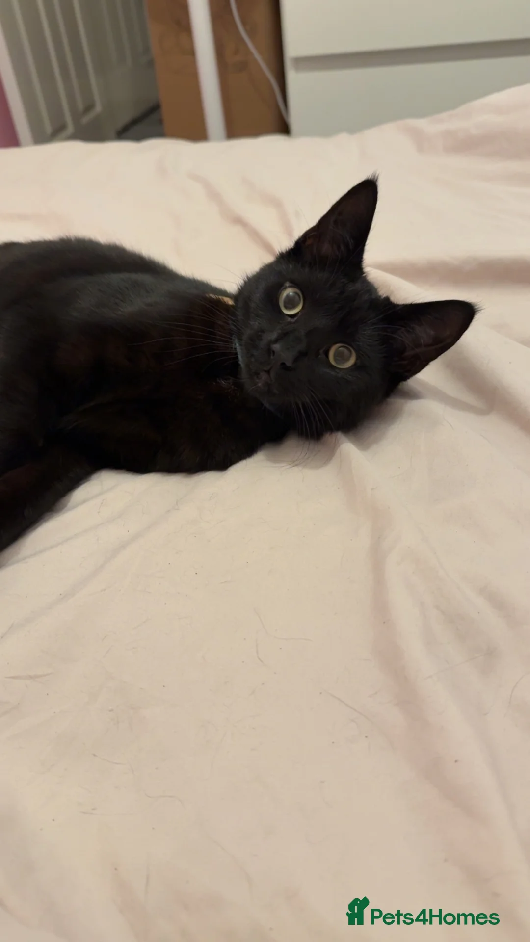 Mixed Breed cats for sale: Male cat- 9 months - Advert 2