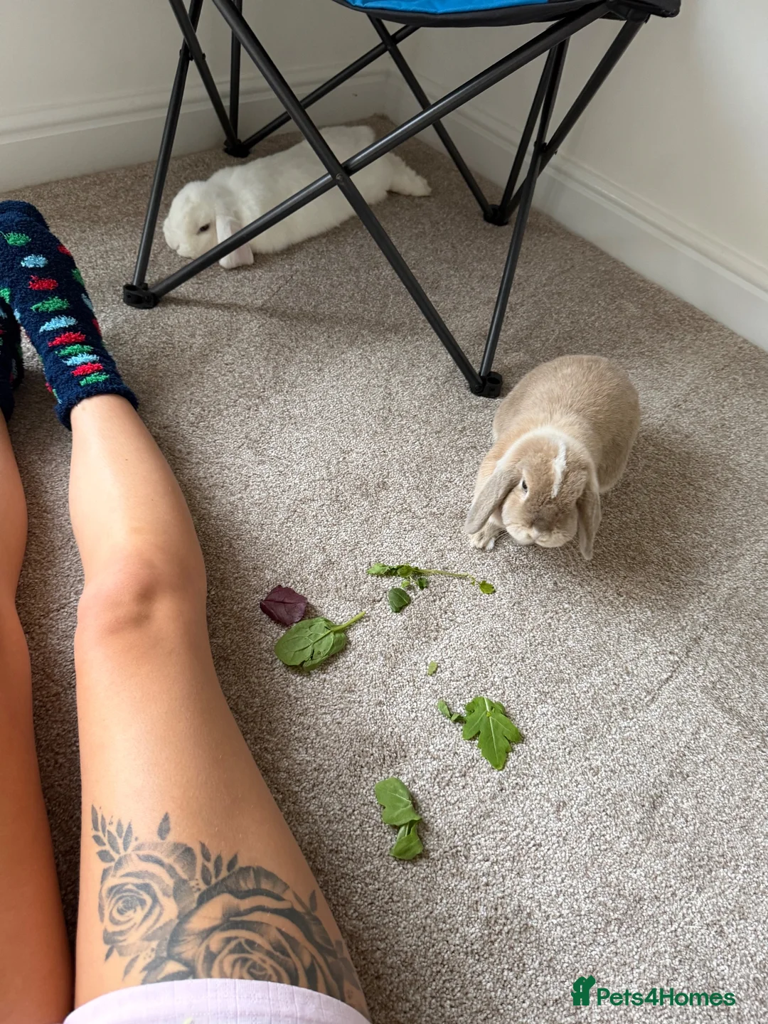 Mini Lop rabbits for sale: Bonded mini lop rabbits  in Seaham - Advert 7