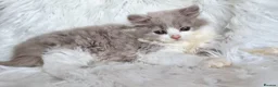 British Shorthair cats for sale: Gorgeous loving purr machines  - Advert 26