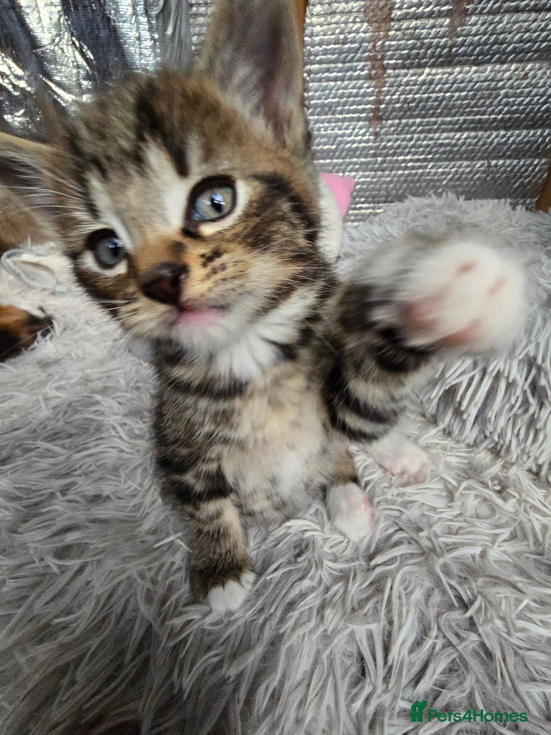 Mixed Breed cats for sale: Premium mixed breed kittens - Image 11
