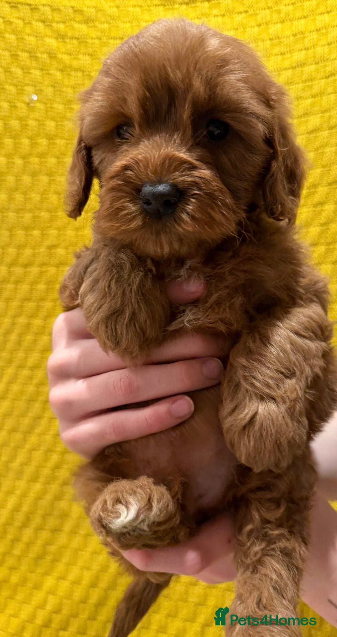 Cockapoo dogs for sale: 4 beautiful cockapoo puppies available  - Advert 3