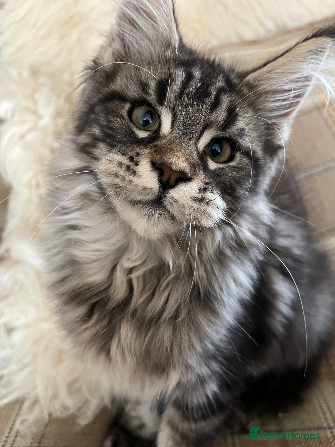 Maine Coon cats for sale: ⭐️Beautiful Maine Coon Kittens⭐️ - Image 13