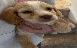 Cocker Spaniel dogs for sale: Cocker spaniel pups 🐾 - Image 23