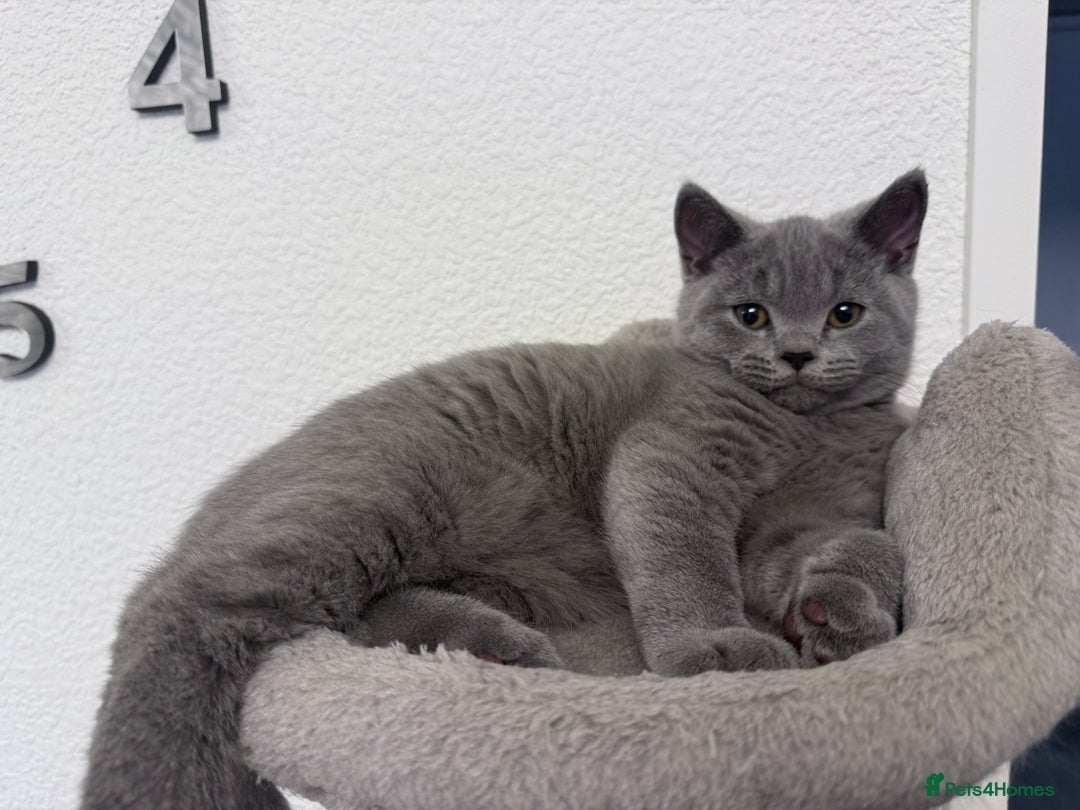 British Shorthair cats for sale: Pure GCCF Reg.British Shorthair Kittens  in Lincoln - Image 3