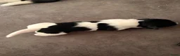 Patterjack dogs for sale: 4 boy Patterjack puppies - Advert 7