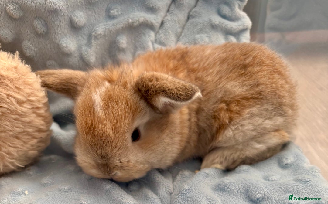 Mini Lop rabbits for sale: Beautiful Mini Lop Baby Bunnies 🐰 - Advert 30