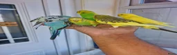 Budgerigars birds for sale: Super silly hand tamed baby budgies  - Advert 4