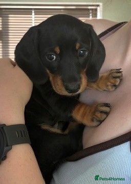 Miniature Dachshund dogs Miniature smooth haired dachshunds - Advert 2