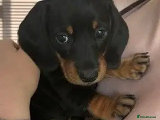 Miniature Dachshund dogs Last boy & girl, READY NOW - Mini Dachshunds - Advert 2